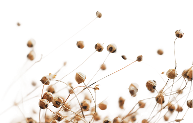 Vlas natuurvezels - grondstof voor Vanhauwaert verwerkingsmachines